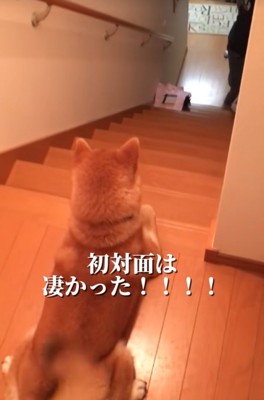 階段上から迎える柴犬