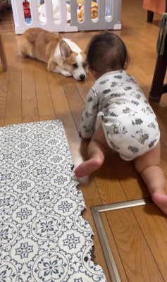 赤ちゃんを見守るまる君2