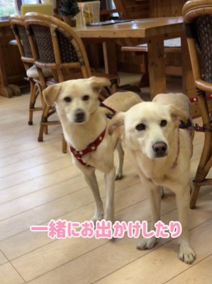 きなこちゃんの変化、もなかちゃんとの出会い7