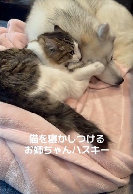 ローズちゃんとロイくんのお昼寝