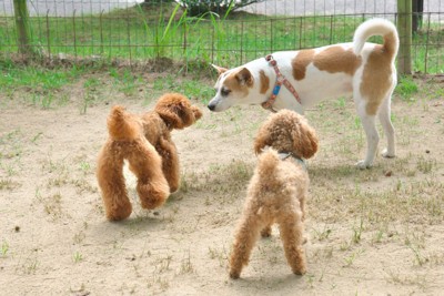 互いのニオイを嗅ぐ2頭のトイプードルと中型犬