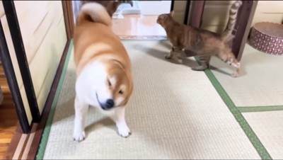 体をプルプルと振る犬