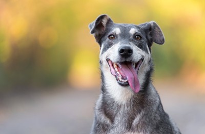 舌を出しながら笑顔で見つめる犬