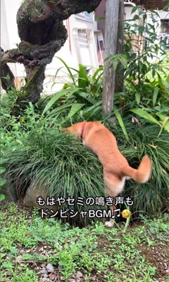 草むらが気になるコロちゃん10