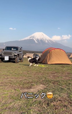 その場で悩む犬