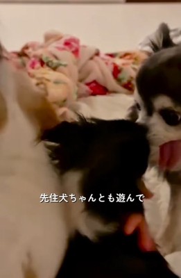 先住犬と遊ぶ子犬
