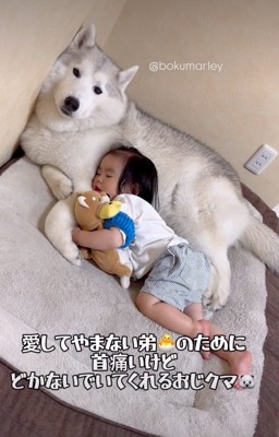 犬を枕にして眠る男の子5