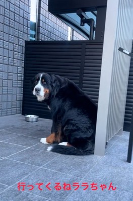 声をかける飼い主さん