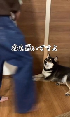 お兄ちゃんを引き止めるダンクくん3