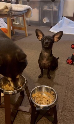 「マテ」をするコメ助くんと豆福くん8