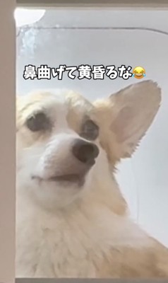 物思いにふけるナッツちゃん