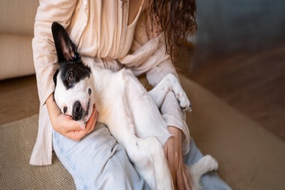 飼い主の膝の上で甘える犬