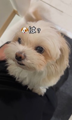 浮気にブチギレるそあまるちゃん6