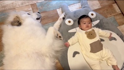 赤ちゃんのとなりに寝転がる超大型犬