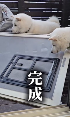 網戸に犬用出入り口を作ったら4