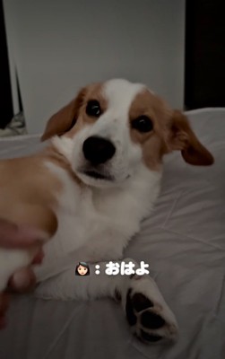引いたような犬