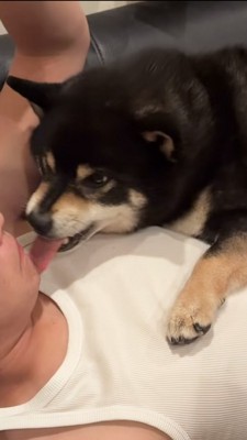 息子さんの口を舐める黒柴
