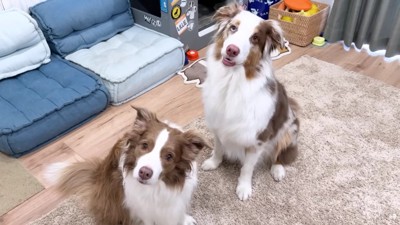 「たまちゃんが来るよ」