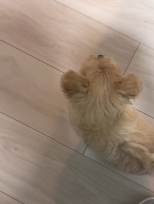見失うきびちゃん
