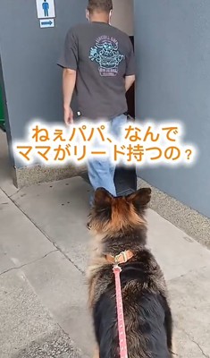 犬の後ろ姿2