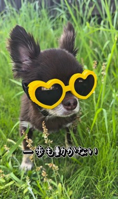 チワワ三兄弟のための購入品紹介2