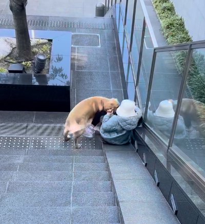 滑る子供にくっつく犬