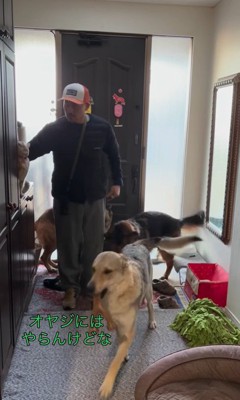 大型犬たちのお出迎え⑩