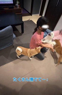 女の子の周りに集まる犬5