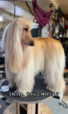 マークリンくんのシャンプー前後8