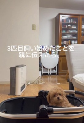 ティーカッププードルをお迎え