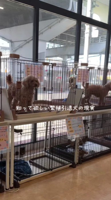 繁殖犬の現実とは…