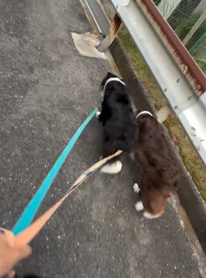 並んで歩く2匹