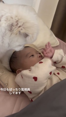 寝ている赤ちゃんを至近距離でガン見する犬