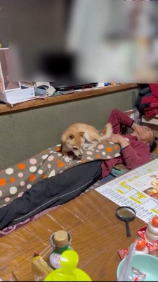 お父さんの上でまるくなる柴犬