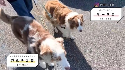 リーリエちゃんとガルチェロくん