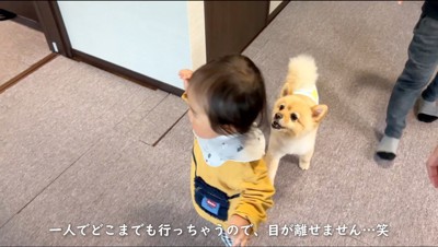 赤ちゃんのそばを歩く犬