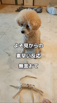 よそ見するトイプー