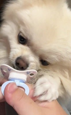 「ちょうだい」