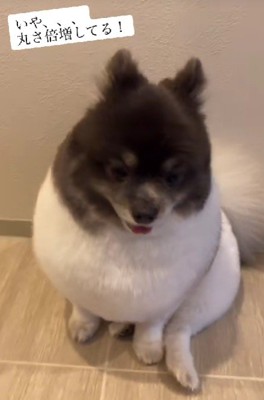 立派な鳩胸にキュン♡