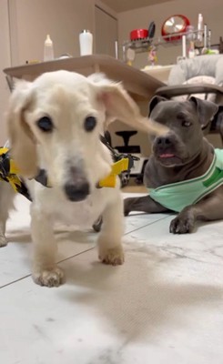 琥珀くんの車椅子練習2