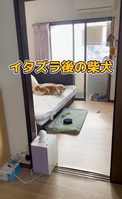 ベッドの上のショーロンポーちゃん