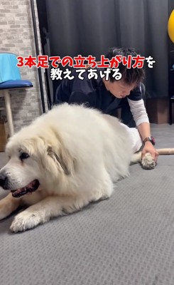 リハビリが始まったワンコ