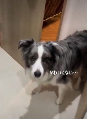 飼い主を見る犬