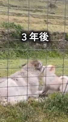 ポメラニアンに鼻をすり寄せて甘えるウルフドッグ