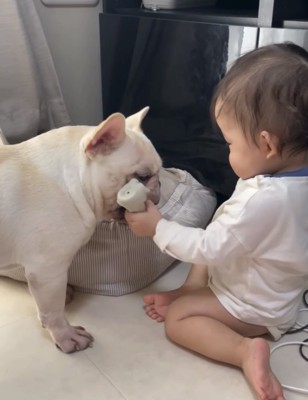 犬におもちゃを見せる赤ちゃん