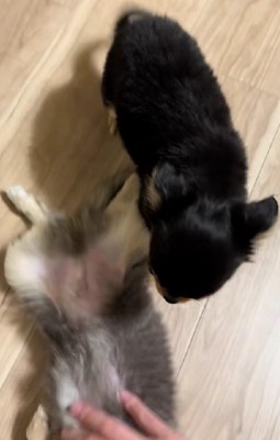 マリンちゃんもやってきて…