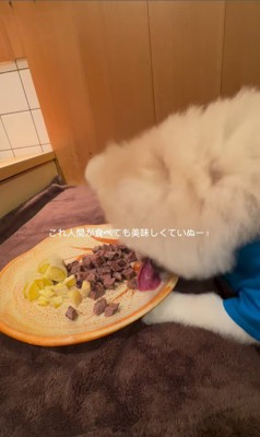 お店で食事するむぎくん8