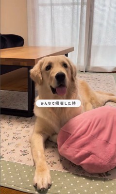 小町ちゃんと実家に帰省8