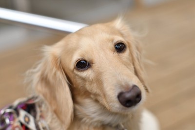 こちらを見つめる犬