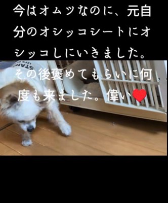 おむつを付けたけれど…